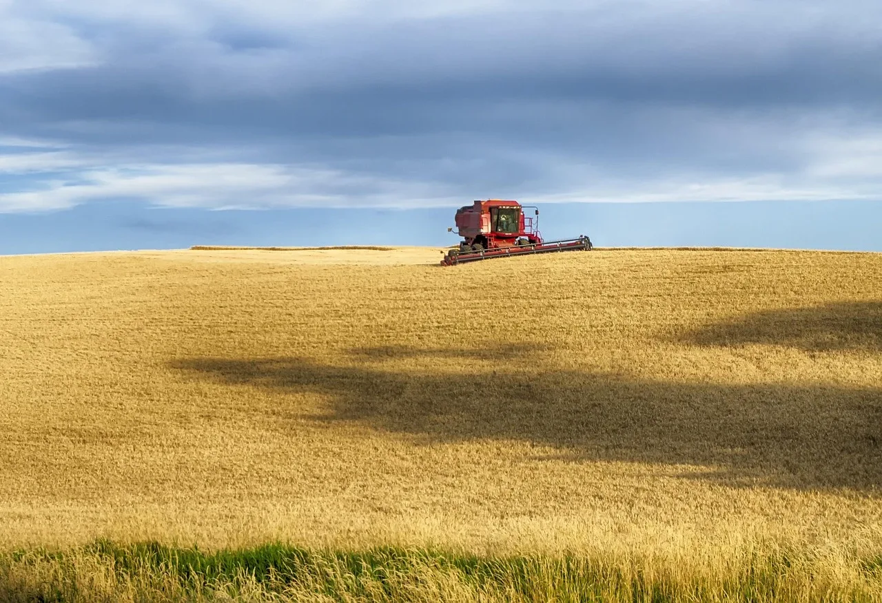 Wheat harvest on the Palouse in north Idaho.