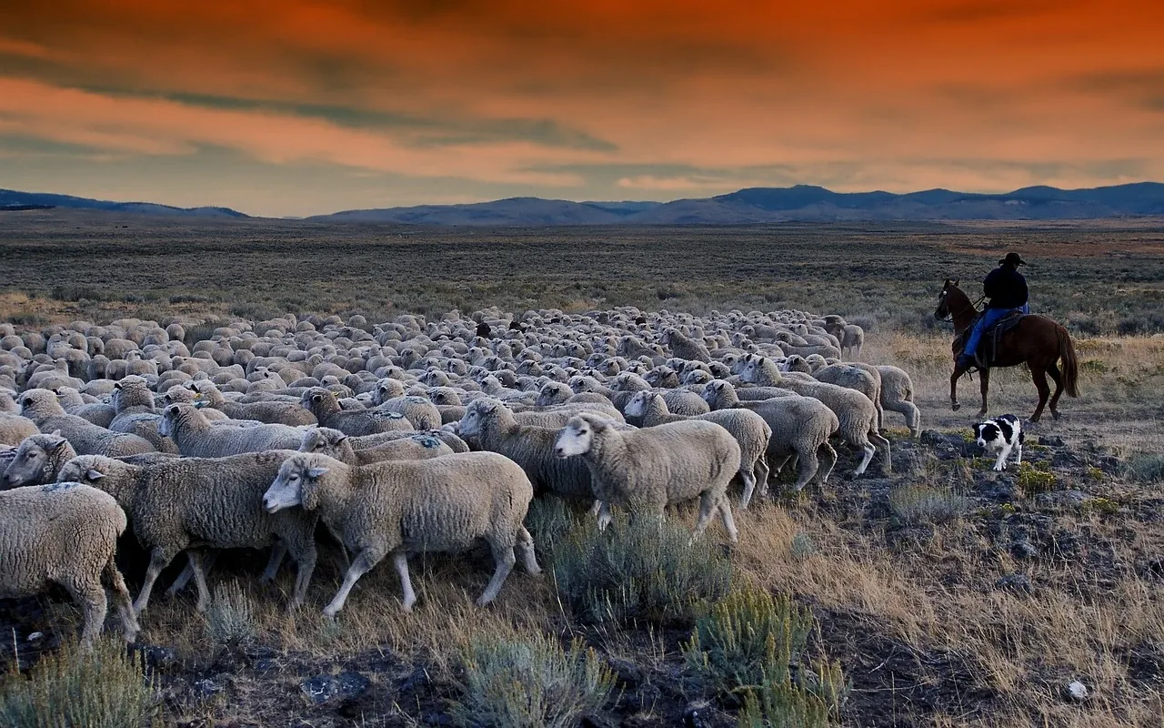 Sheep on Idaho rangeland.